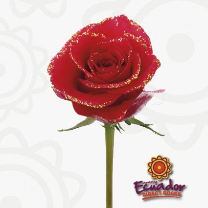 Gold Illusion Red Rose 12 Roses vased