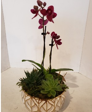 Gold leaf orchid arrangement Plants