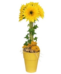 GOLD RUSH Floral Topiary