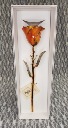 Gold Trimmed Rose Amber Resin/November Birthstone 