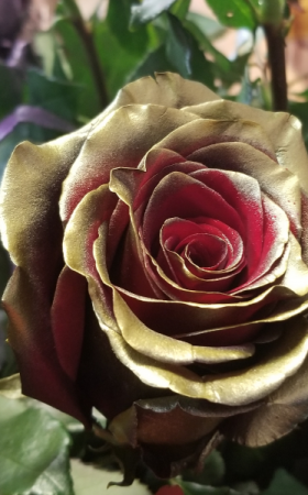 Gold with red inside rose ROSE 1 DOZEN