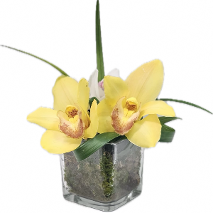 golden delight orchid