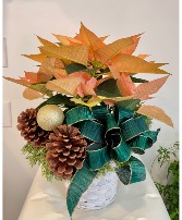 Golden Evergreen Poinsettia Christmas Plant