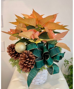 Golden Evergreen Poinsettia Christmas Plant