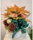 Golden Evergreen Poinsettia Christmas Plant