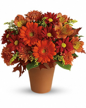 Golden Glow Container may vary