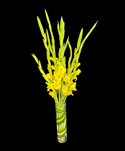 Golden Memories Gladiolus