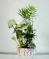 Golden Oasis Dish Garden