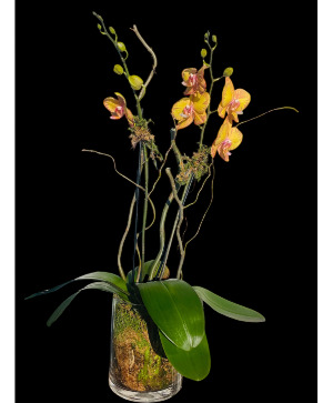 Golden Orange Orchid Plant  Plant 