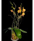 Golden Orange Orchid Plant  Plant 