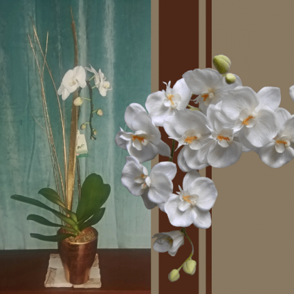 Golden Orchid Plant