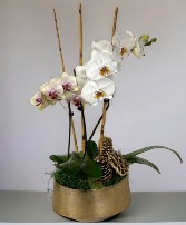 Golden Orchid Splendor 