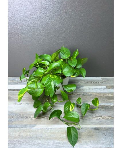 Golden Pothos 