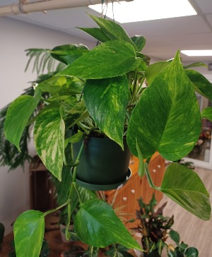 Golden Pothos 