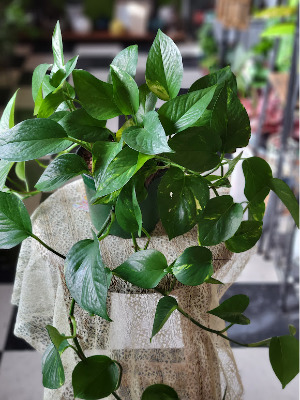 Golden Pothos Green Plant