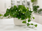 GOLDEN POTHOS PLANT 