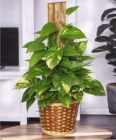 GOLDEN POTHOS PLANT 