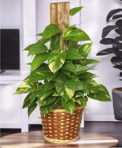 GOLDEN POTHOS PLANT