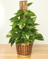 GOLDEN POTHOS PLANT Scindaspus aureus
