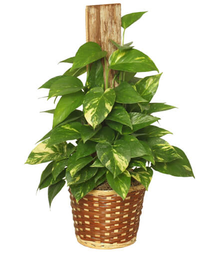 GOLDEN POTHOS PLANT Scindaspus aureus