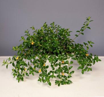 Goldfish Plant