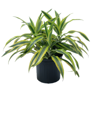 Goldstar Live Plant