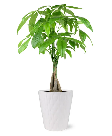 Good Fortune Money Tree  in Vacaville, CA | Vior Floral Art