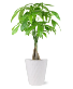 Good Fortune Money Tree 