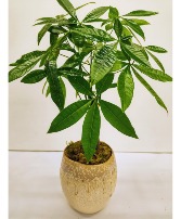 Good Fortune Money Tree 