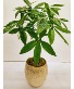 Good Fortune Money Tree 