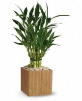 Good Luck Bamboo Bamboo