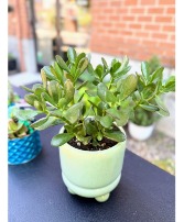 Good Luck Jade House Plant