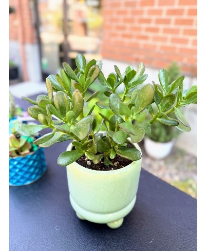 Good Luck Jade House Plant