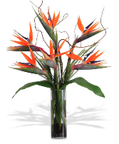 gorgeous bird of paradise  Arrangement