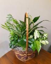 Gorgeous Garden Basket Plants