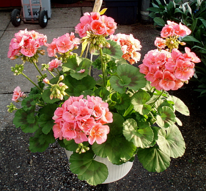 Gorgeous Geraniums Hanging Outdoor