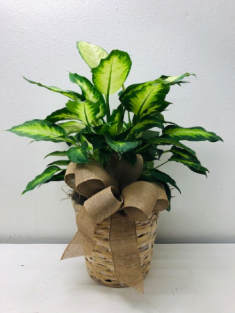 Gorgeous Green Plant Green Plant