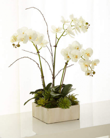 Gorgeous Orchids Planter Live Blooming Plant