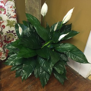 Gorgeous Peace Lily 