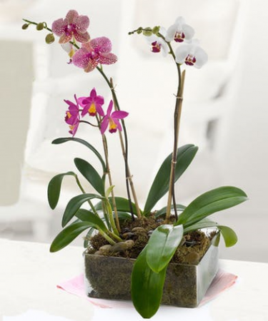 Gorgeous Variety of Orchids Planter of Beautiful Orchids