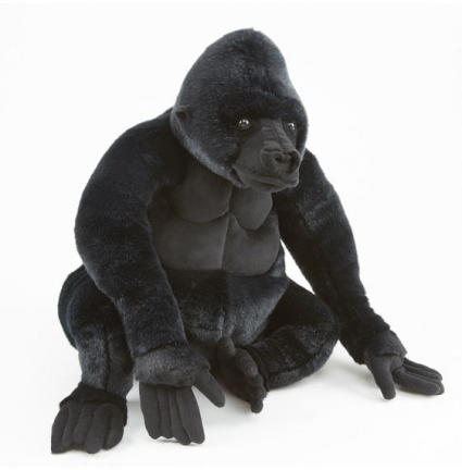 Gorilla Gorilla  