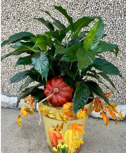 Gourd-Geous Peace Lily Custom, Plant, Premium