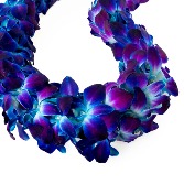 Blue Lei 