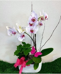 Graceful Orchid Planter House Plant