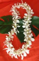 GRADUATION OR WEDDING LEI  Single white orchid lei 