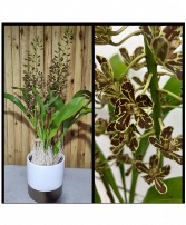 Grammatophyllum Orchid in Ceramic Pot 