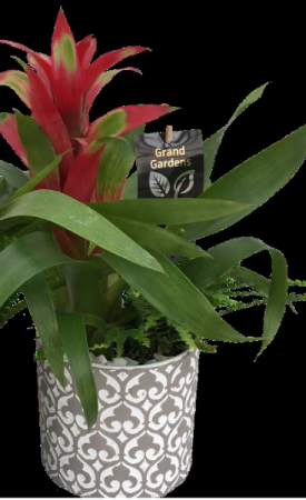 Grand Bromelied Plant