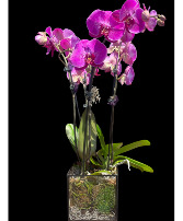 Grand Elegance Orchid pant