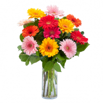 Grand Gerbera Arrangement