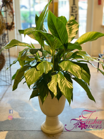 Grand Peace Lily (Spathiphphyllum) Houseplant and Air Purifier in Baltimore, MD | Tasha Flowers-Your Personal Florist